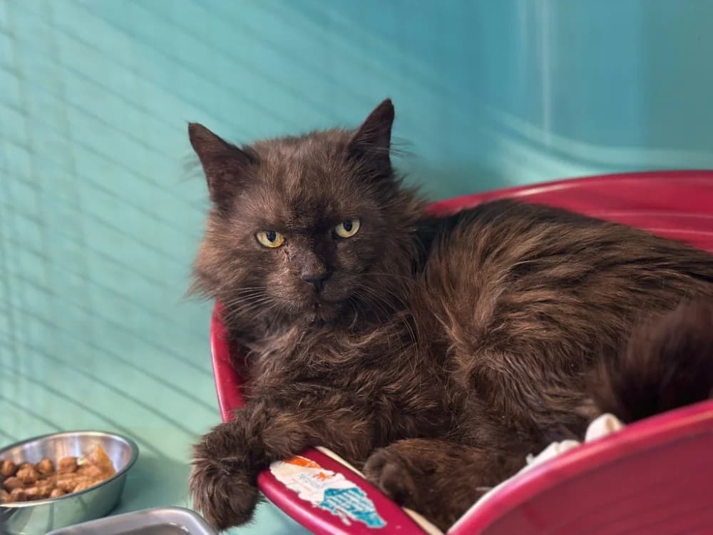 SALEM, male senior Mixed Breed for adoption at SPA Gennevilliers (Grammont), Gennevilliers