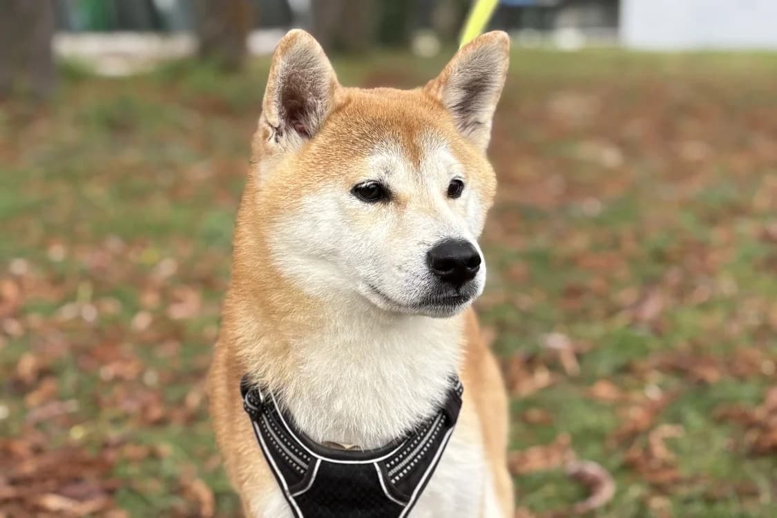 PIXEL, male 6yo Shiba Inu for adoption at SPA Gennevilliers (Grammont), Gennevilliers