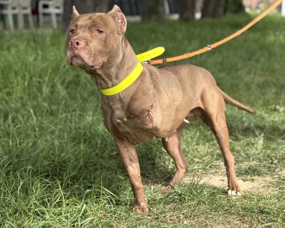 ZIRA, female 6yo mixed breed for adoption at SPA Gennevilliers (Grammont), Gennevilliers
