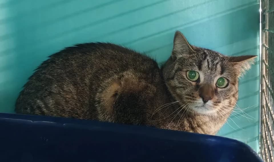 NALALA, female 6yo Mixed Breed for adoption at SPA Gennevilliers (Grammont), Gennevilliers