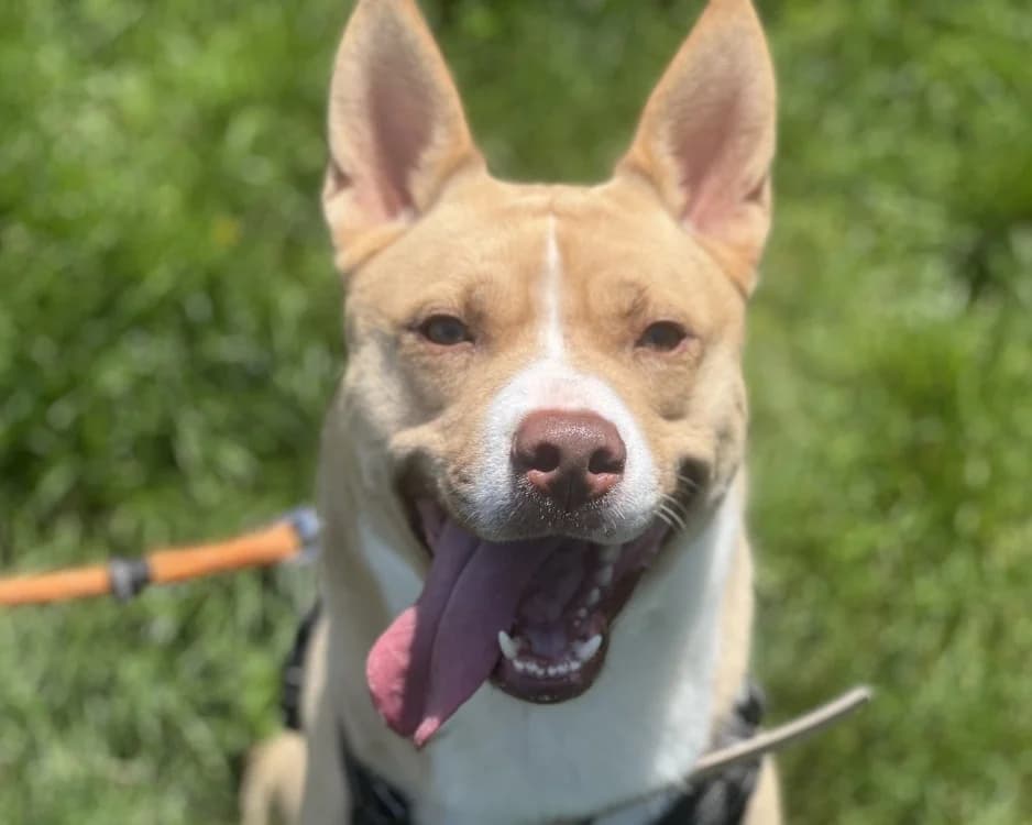 AARON, male young mixed breed for adoption at SPA Gennevilliers (Grammont), Gennevilliers