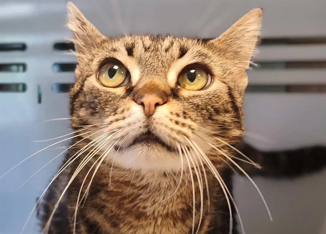 MINOU, female senior Mixed Breed for adoption at SPA Gennevilliers (Grammont), Gennevilliers
