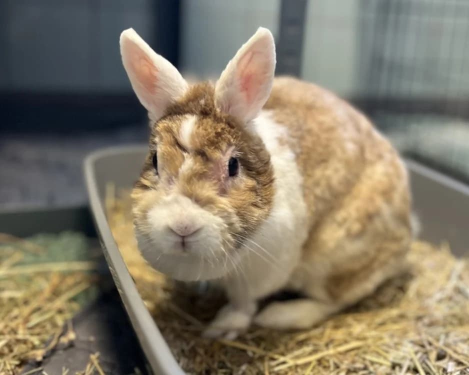 SNACK, female Mixed Breed for adoption at SPA Gennevilliers (Grammont), Gennevilliers