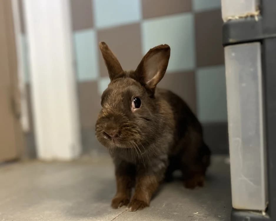 BROWNIE, female Mixed Breed for adoption at SPA Gennevilliers (Grammont), Gennevilliers