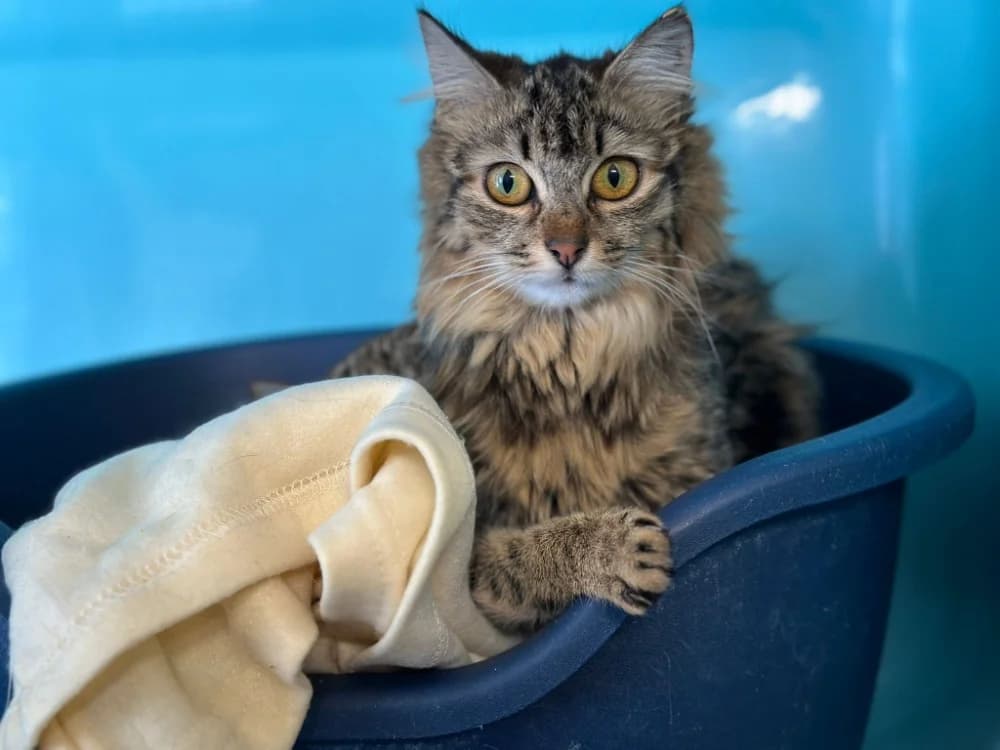 LYNX, female Mixed Breed for adoption at SPA Gennevilliers (Grammont), Gennevilliers