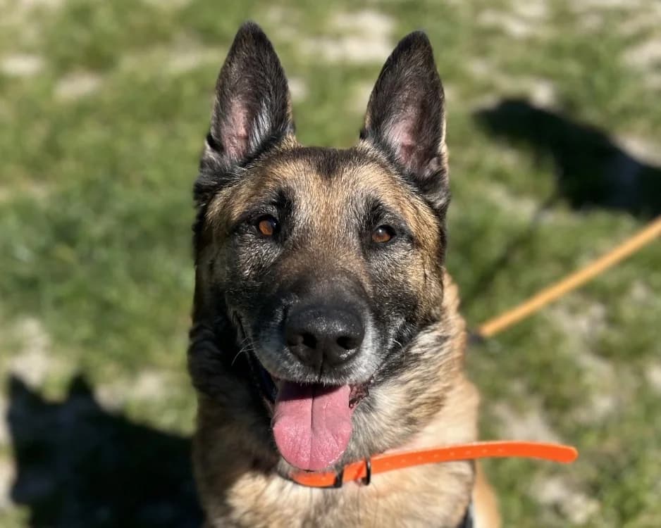 REX, male 7yo Belgian Malinois for adoption at SPA Gennevilliers (Grammont), Gennevilliers