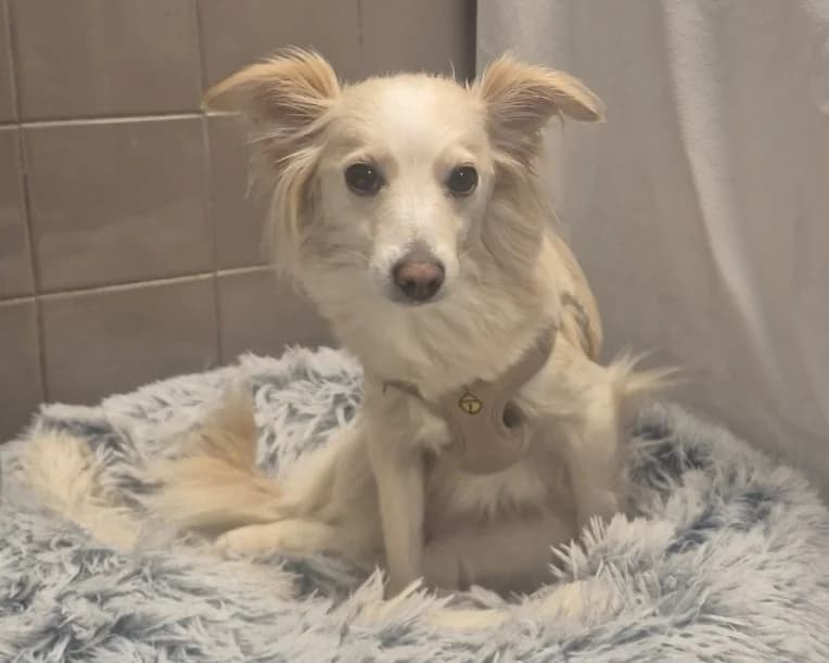 VANILLE, female young Mixed Breed for adoption at SPA Gennevilliers (Grammont), Gennevilliers
