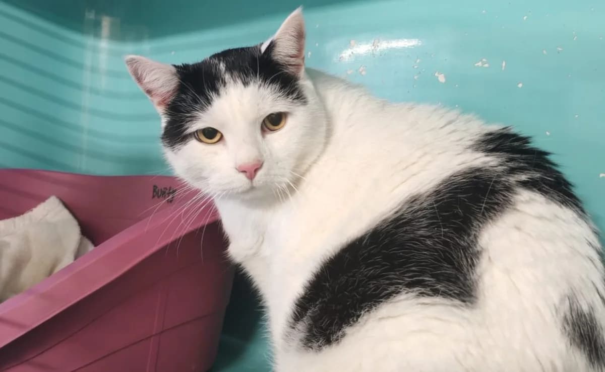 KOOKIE, male senior Mixed Breed for adoption at SPA Gennevilliers (Grammont), Gennevilliers