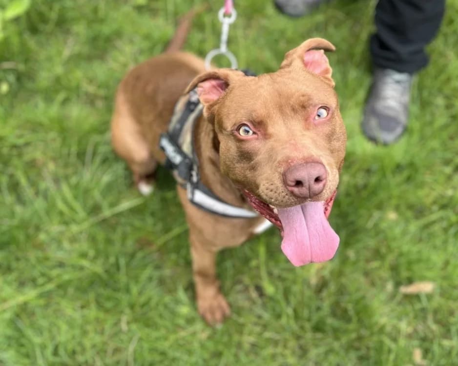CHOCAPIC, male young Mixed Breed for adoption at SPA Gennevilliers (Grammont), Gennevilliers