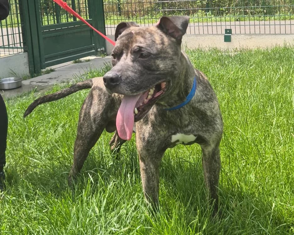 DIABLO, male 7yo Mixed Breed for adoption at SPA Gennevilliers (Grammont), Gennevilliers