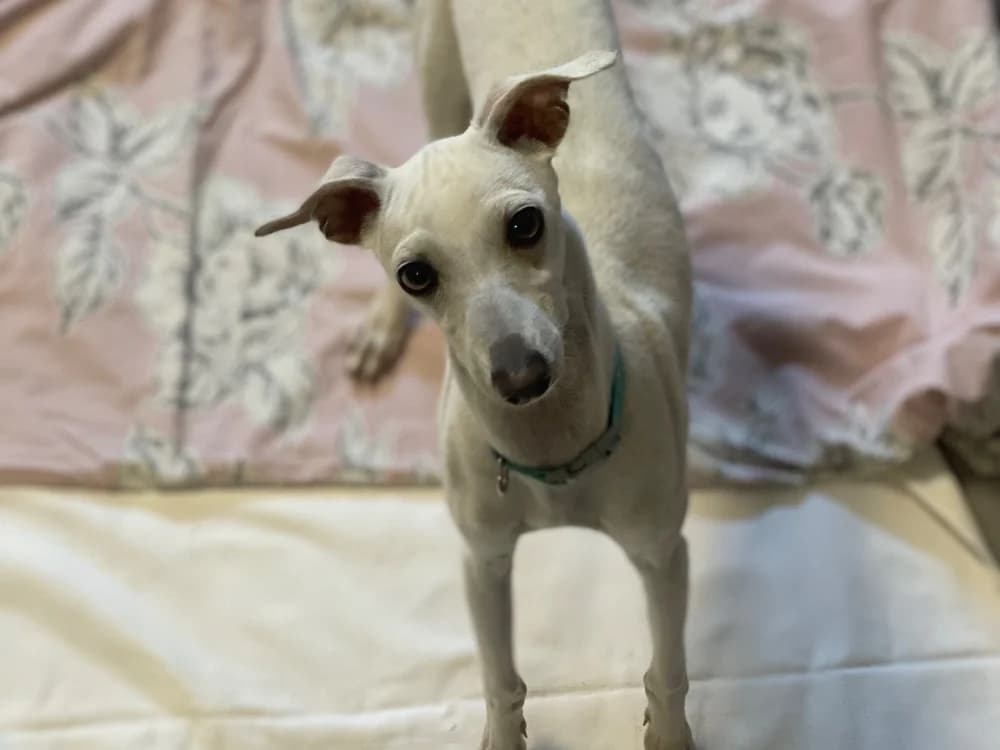 ANDY, male mixed breed for adoption at SPA Gennevilliers (Grammont), Gennevilliers