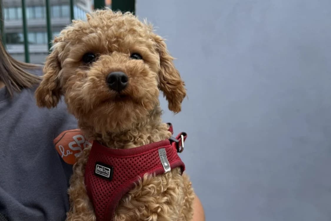 PICOT, male Poodle for adoption at SPA Gennevilliers (Grammont), Gennevilliers