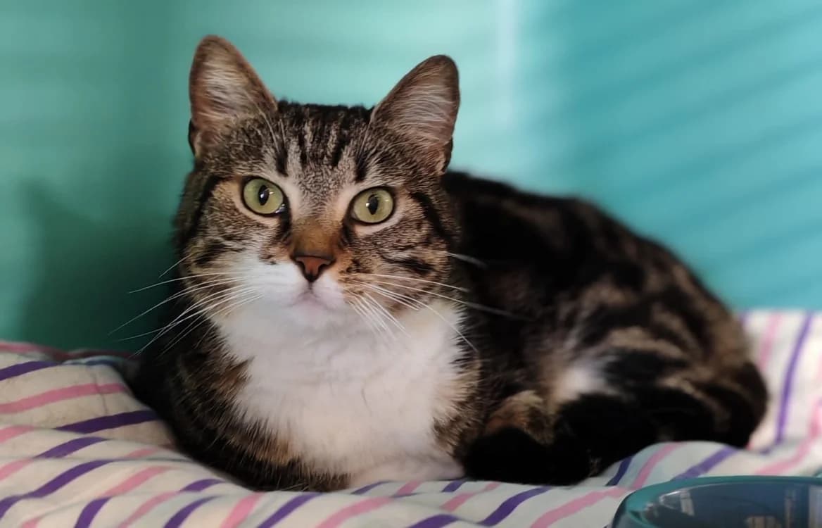 MINOUCHA, female 5yo Mixed Breed for adoption at SPA Gennevilliers (Grammont), Gennevilliers