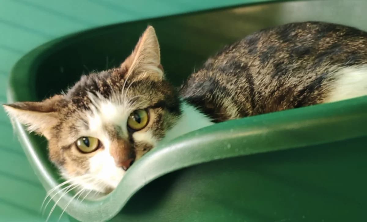 DLOWNIE, female 3yo Mixed Breed for adoption at SPA Gennevilliers (Grammont), Gennevilliers