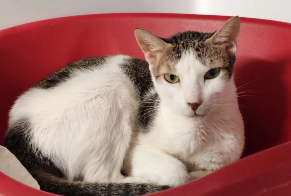 PRISCA, female young Mixed Breed for adoption at SPA Gennevilliers (Grammont), Gennevilliers