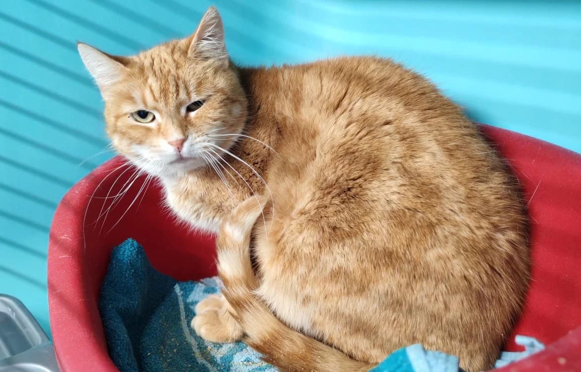 ZORA, female 6yo mixed breed for adoption at SPA Gennevilliers (Grammont), Gennevilliers