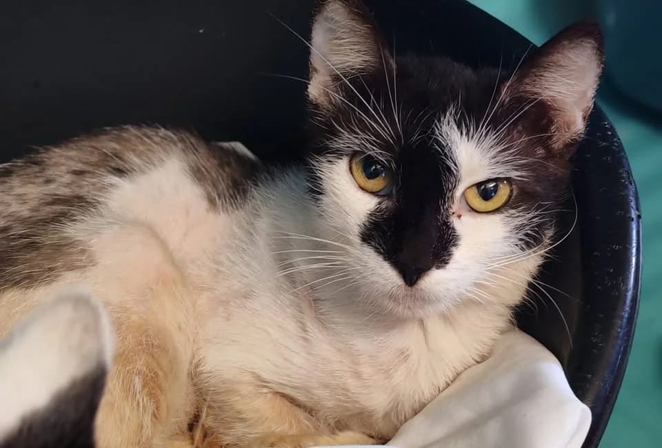 CHOU DE BRUXELLES, female Mixed Breed for adoption at SPA Gennevilliers (Grammont), Gennevilliers