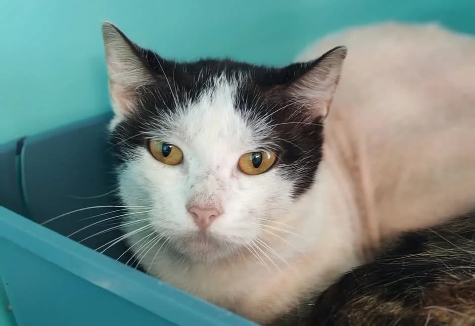 ARDOISE, female Mixed Breed for adoption at SPA Gennevilliers (Grammont), Gennevilliers