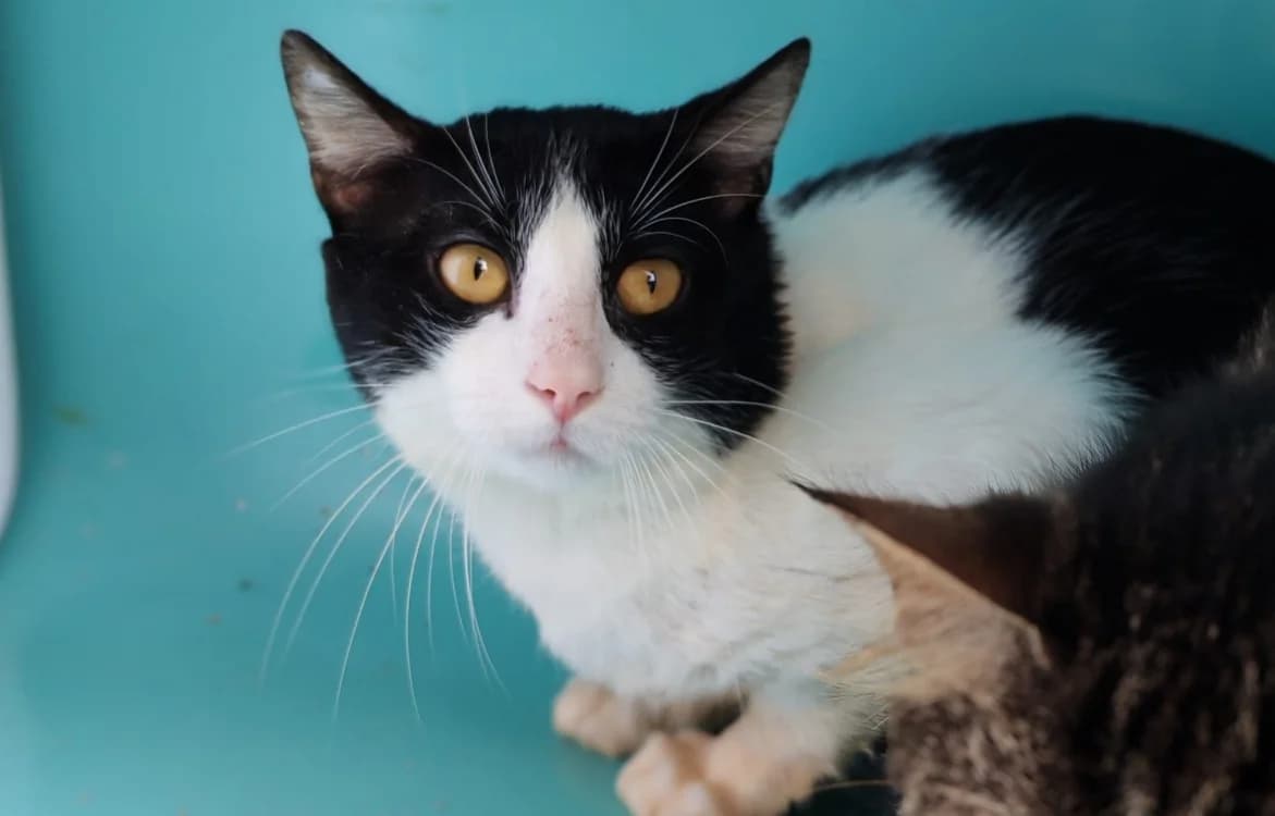 SALAMI, male Mixed Breed for adoption at SPA Gennevilliers (Grammont), Gennevilliers