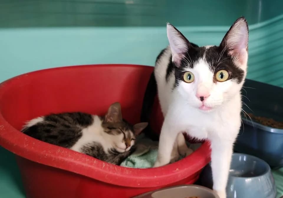 BULLE, male Mixed Breed for adoption at SPA Gennevilliers (Grammont), Gennevilliers