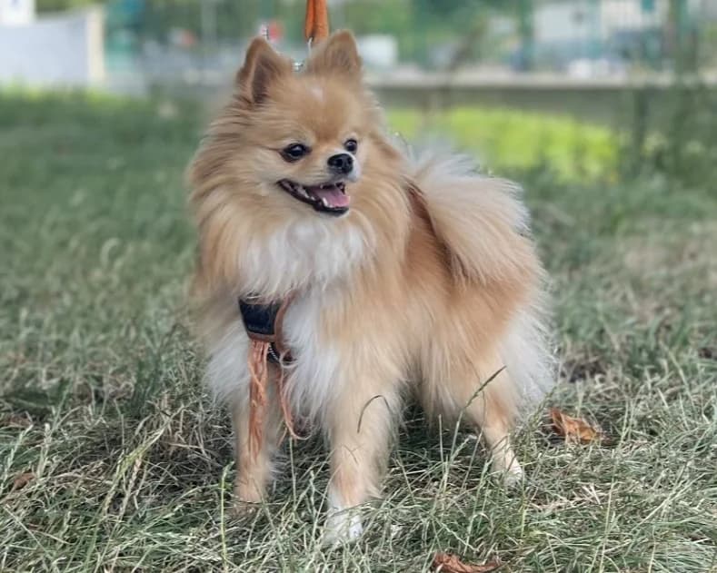 BELLA, female 3yo mixed breed for adoption at SPA Gennevilliers (Grammont), Gennevilliers