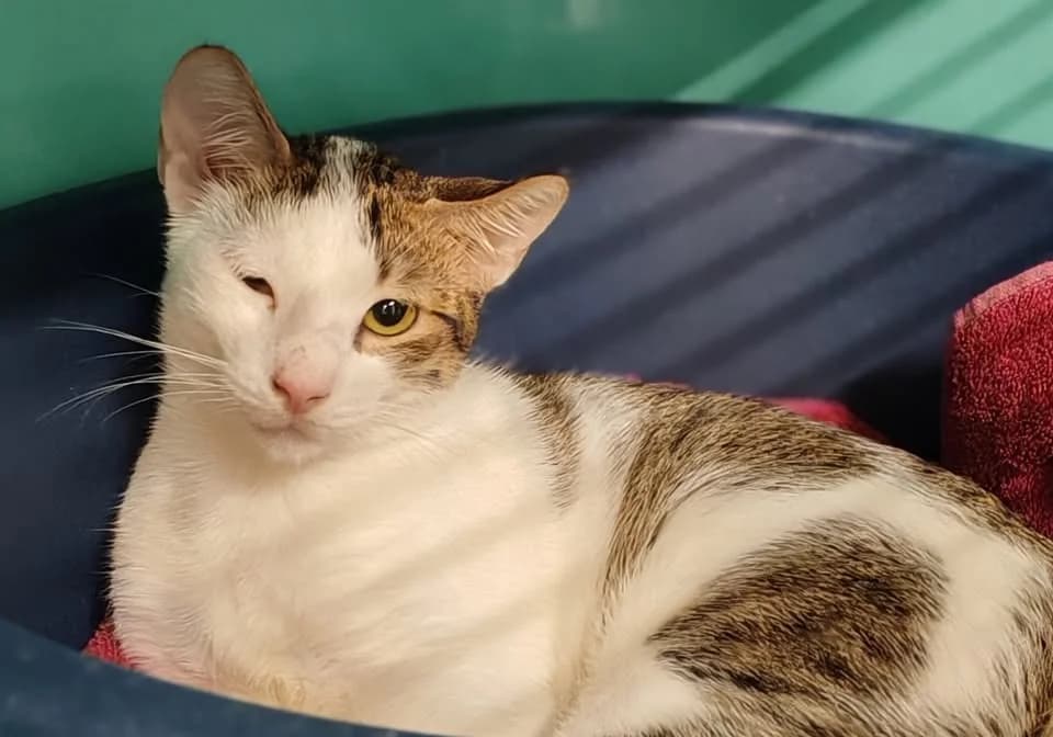 MAHABE, male Mixed Breed for adoption at SPA Gennevilliers (Grammont), Gennevilliers