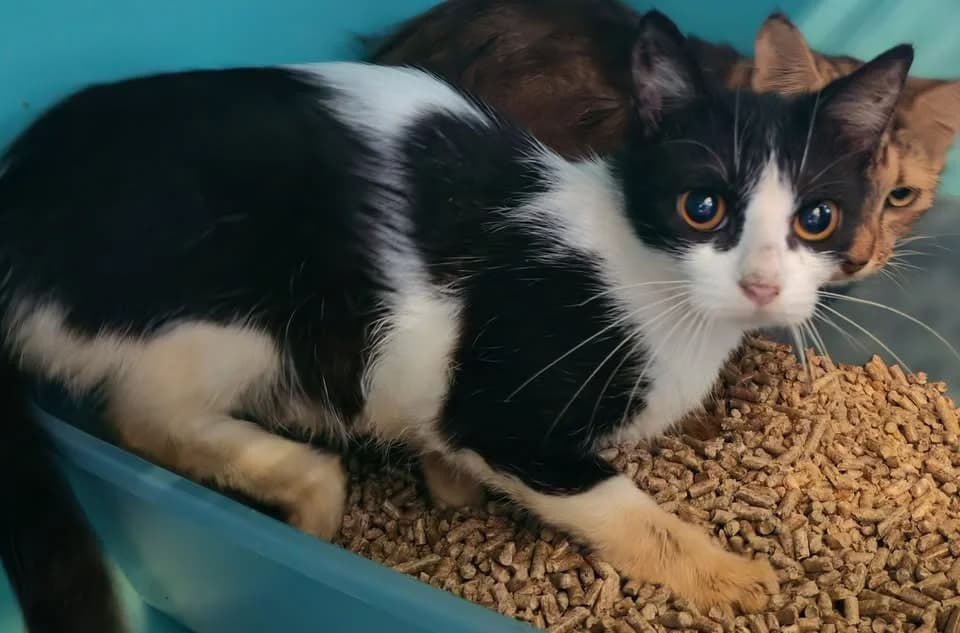 HONFLEUR, female Mixed Breed for adoption at SPA Gennevilliers (Grammont), Gennevilliers