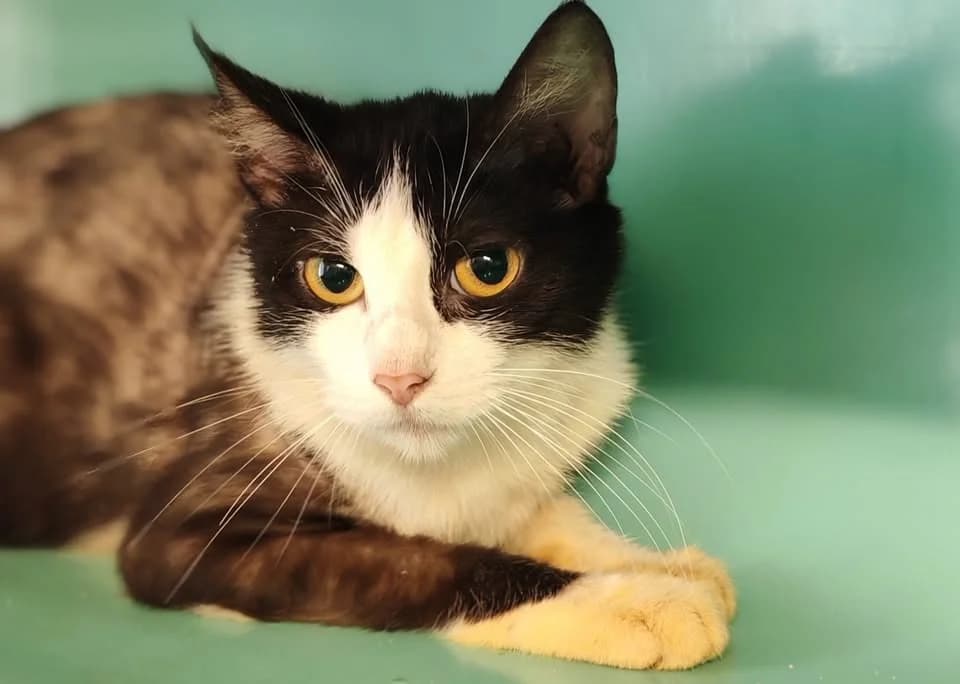 MOON, female Mixed Breed for adoption at SPA Gennevilliers (Grammont), Gennevilliers