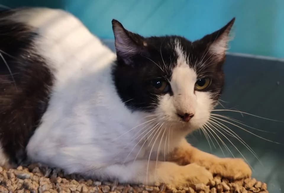 SPECK, male Mixed Breed for adoption at SPA Gennevilliers (Grammont), Gennevilliers