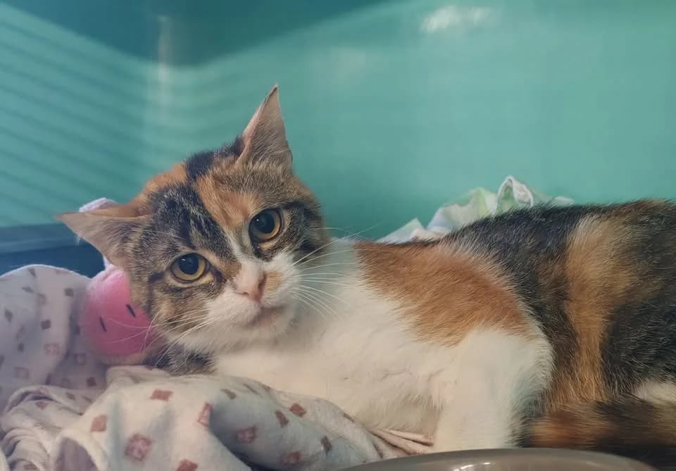 ALBA, female Mixed Breed for adoption at SPA Gennevilliers (Grammont), Gennevilliers