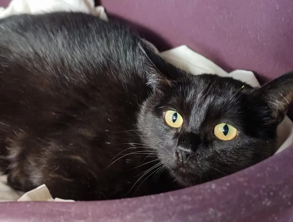 TITEMERE, female young Mixed Breed for adoption at SPA Gennevilliers (Grammont), Gennevilliers