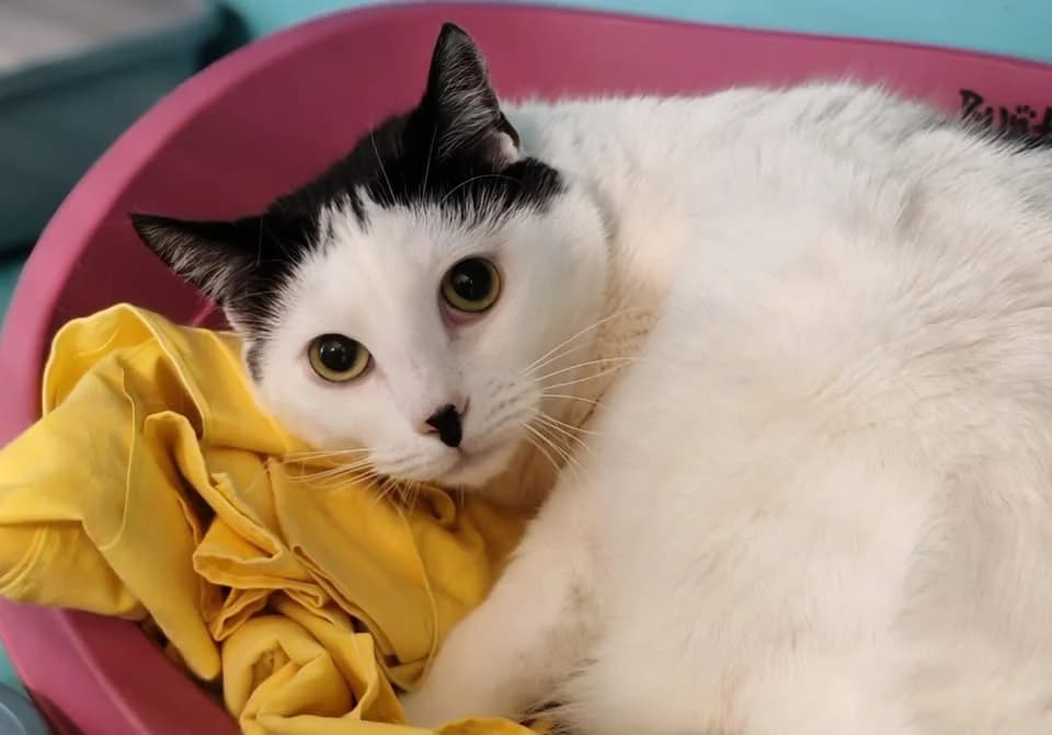SUKI, female Mixed Breed for adoption at SPA Gennevilliers (Grammont), Gennevilliers