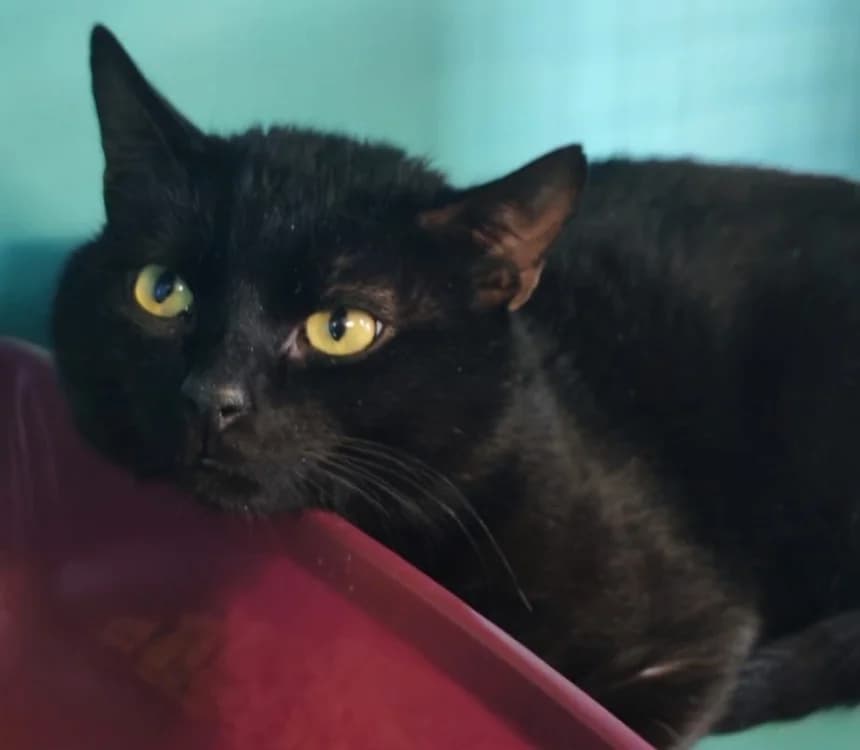 NOCTALIE, female 6yo Mixed Breed for adoption at SPA Gennevilliers (Grammont), Gennevilliers