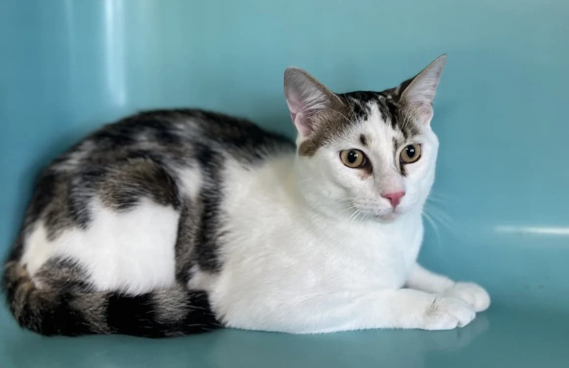 MILAU, male Mixed Breed for adoption at SPA Gennevilliers (Grammont), Gennevilliers