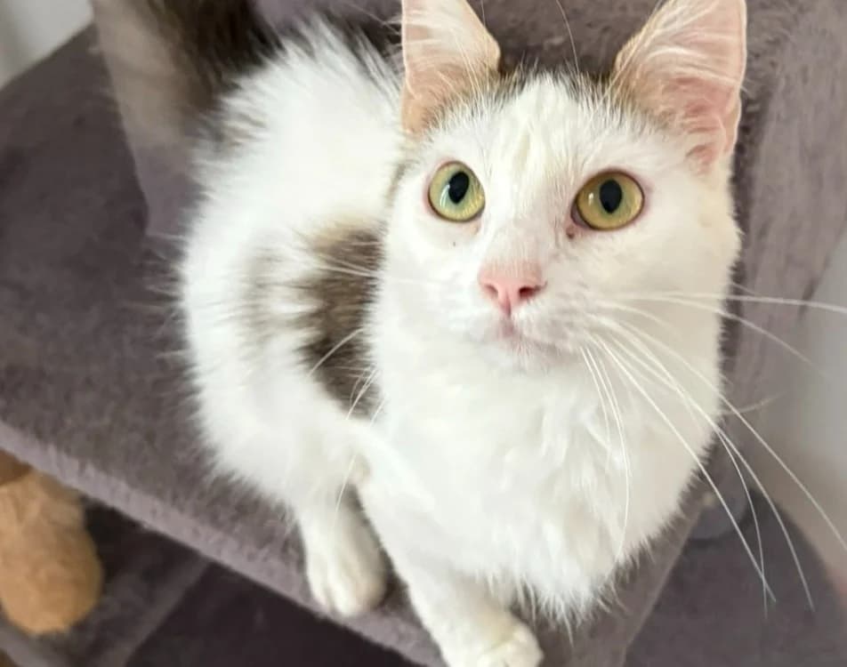 SAPHIR, female Mixed Breed for adoption at SPA Gennevilliers (Grammont), Gennevilliers