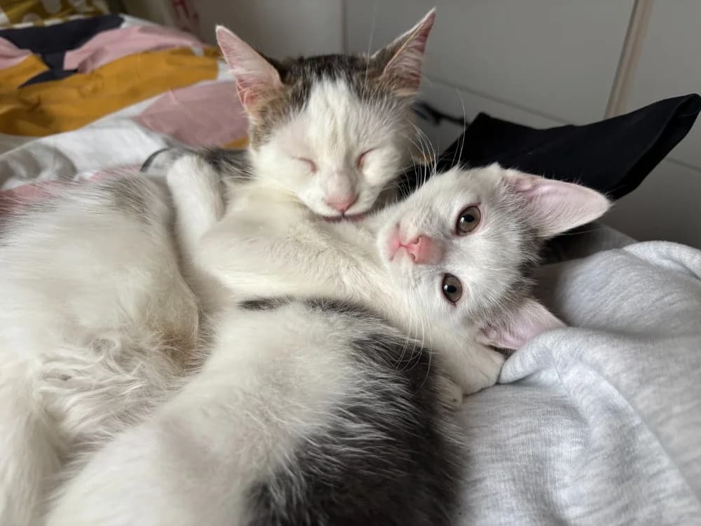 OR, male Mixed Breed for adoption at SPA Gennevilliers (Grammont), Gennevilliers