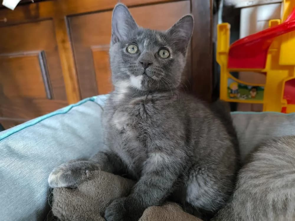 RAFI, female Mixed Breed for adoption at SPA Gennevilliers (Grammont), Gennevilliers