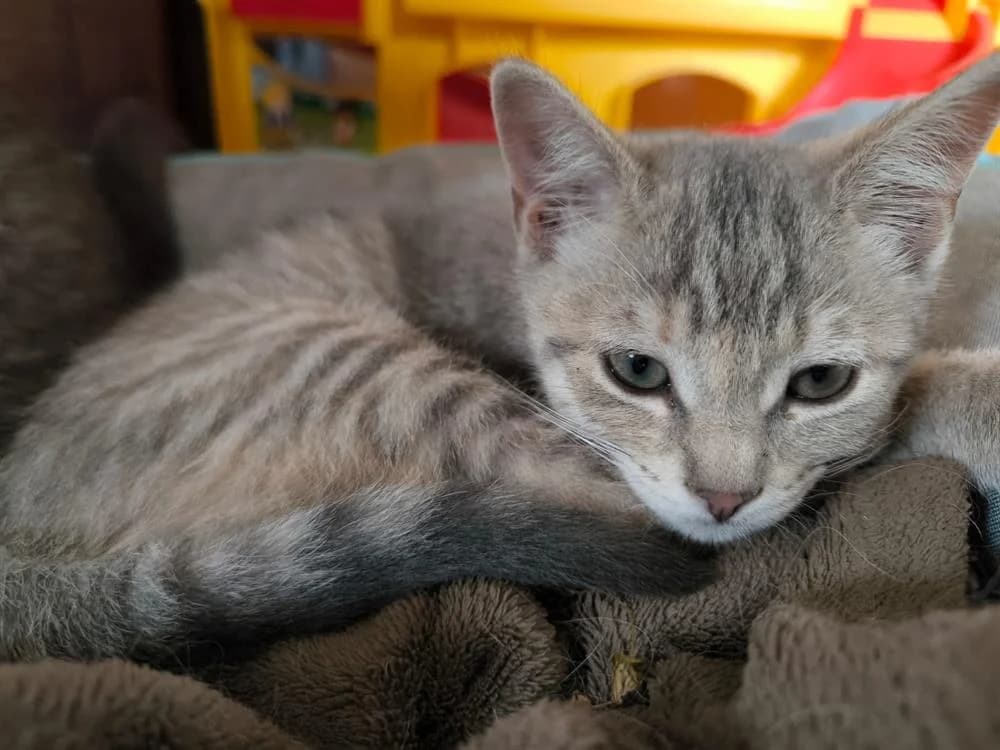 LILI, female Mixed Breed for adoption at SPA Gennevilliers (Grammont), Gennevilliers