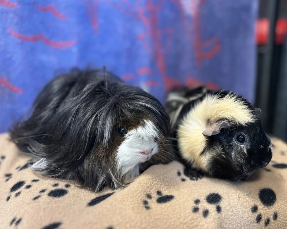 CHOUQUETTE, female Mixed Breed for adoption at SPA Gennevilliers (Grammont), Gennevilliers