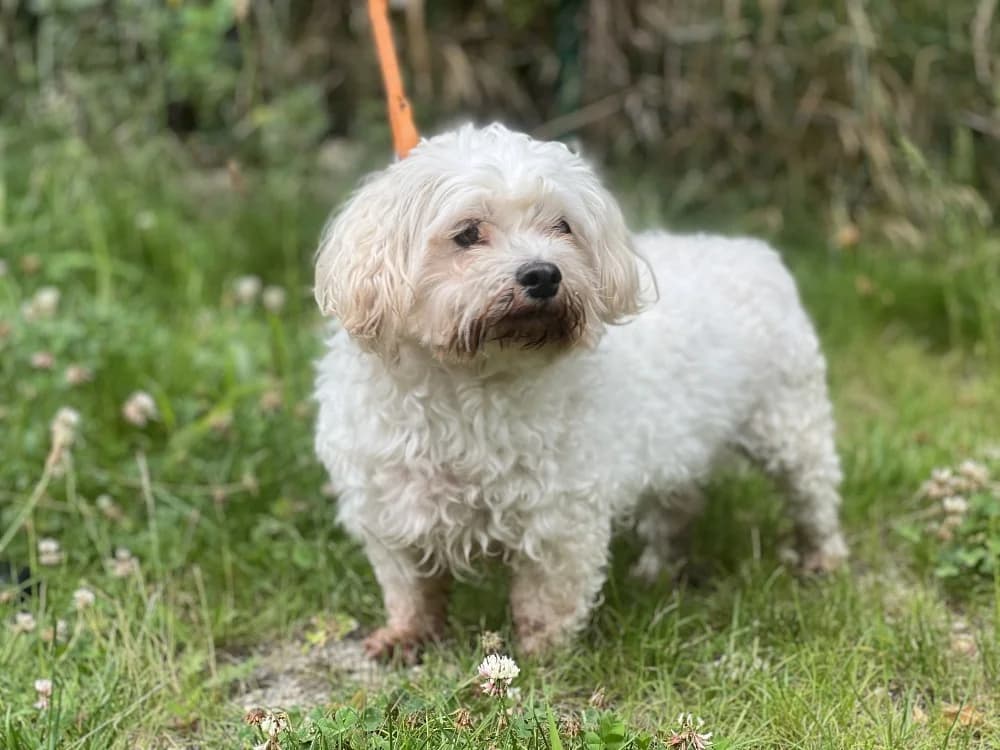 LOUPLOUP dit BALOU, male 7yo Bichon Frisé for adoption at SPA Gennevilliers (Grammont), Gennevilliers