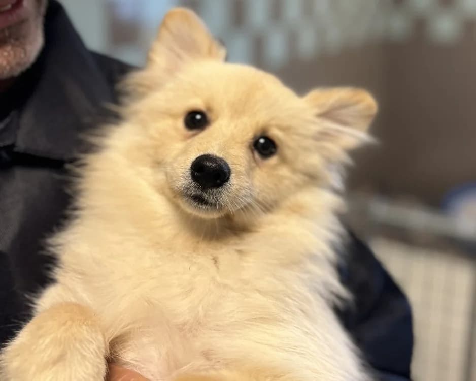 VANILLE, female puppy mixed breed for adoption at SPA Gennevilliers (Grammont), Gennevilliers