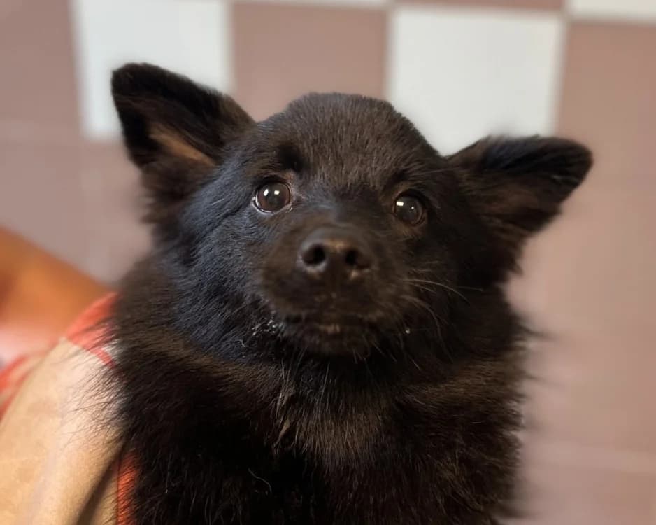 COCO, male puppy mixed breed for adoption at SPA Gennevilliers (Grammont), Gennevilliers