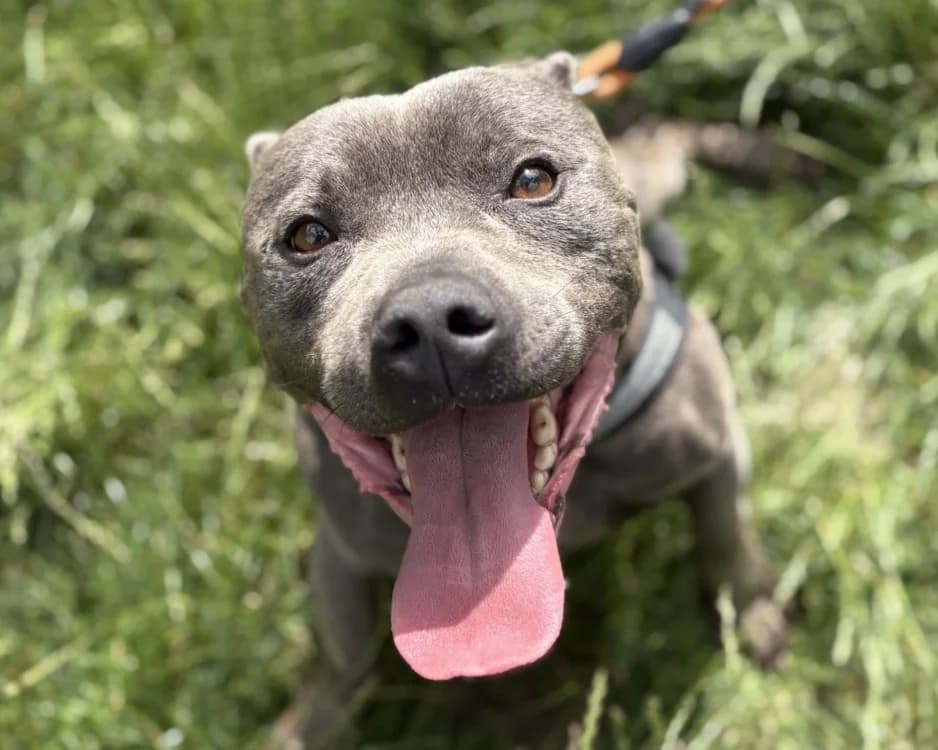 SULTAN TYSON, male 5yo Staffordshire Bull Terrier for adoption at SPA Gennevilliers (Grammont), Gennevilliers