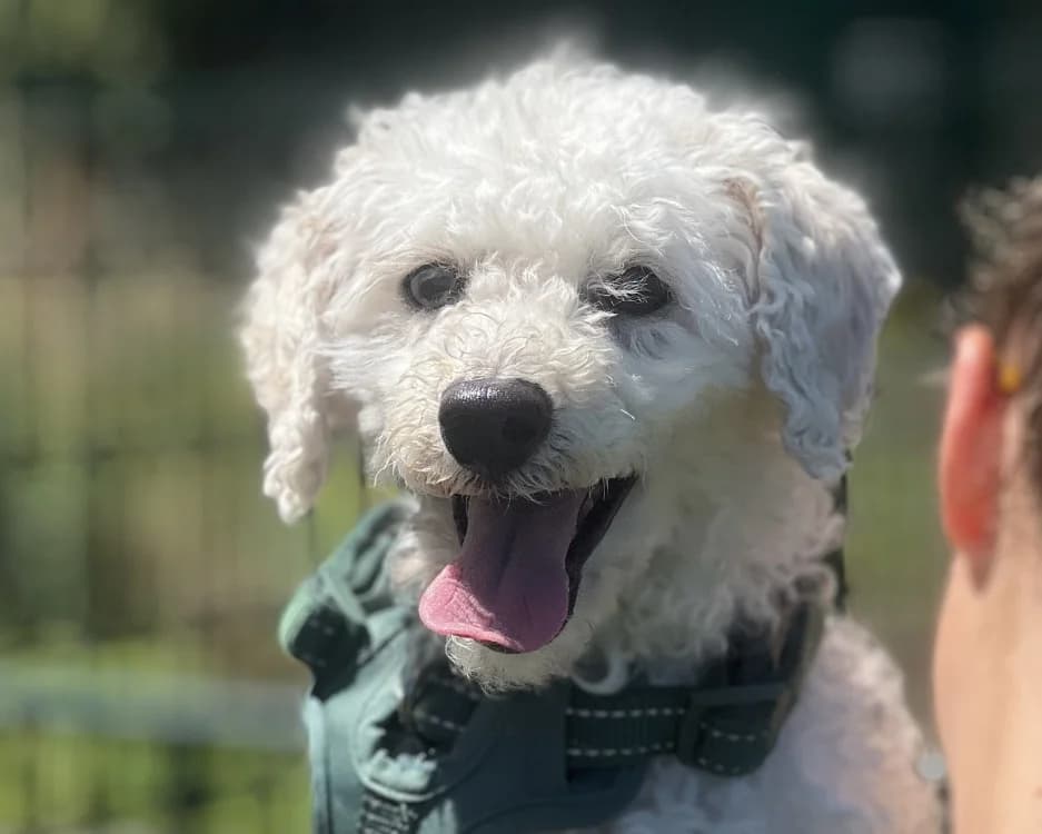 ARTHY, male young Poodle for adoption at SPA Gennevilliers (Grammont), Gennevilliers
