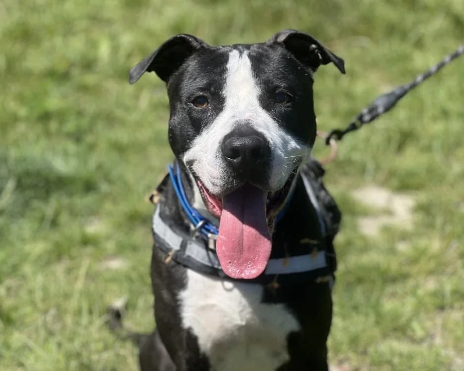 IVAR, male young Mixed Breed for adoption at SPA Gennevilliers (Grammont), Gennevilliers