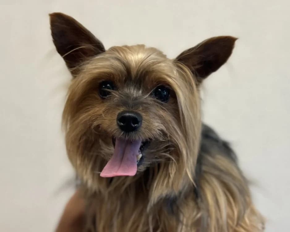 NINA, female senior Yorkshire Terrier for adoption at SPA Gennevilliers (Grammont), Gennevilliers