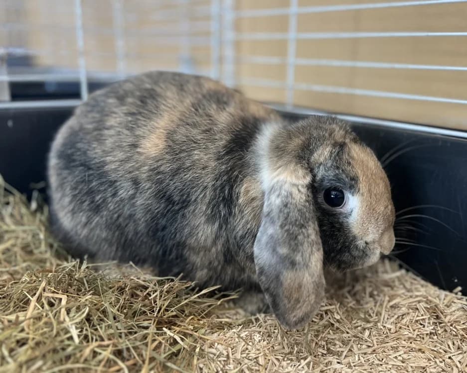 JIM, female Mixed Breed for adoption at SPA Gennevilliers (Grammont), Gennevilliers