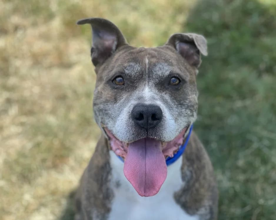 GENERAL, male senior American Staffordshire Terrier for adoption at SPA Gennevilliers (Grammont), Gennevilliers