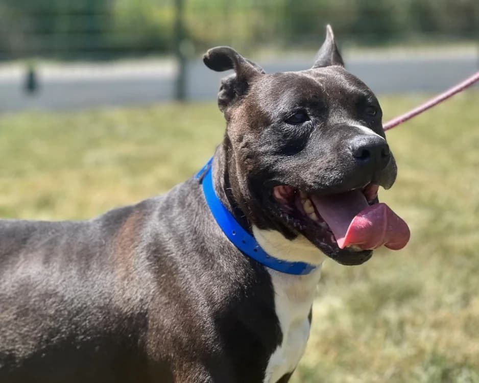 MAIKO, male senior Staffordshire Bull Terrier for adoption at SPA Gennevilliers (Grammont), Gennevilliers
