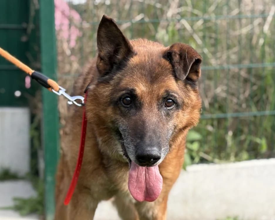 FURIOUS, male senior German Shepherd for adoption at SPA Gennevilliers (Grammont), Gennevilliers